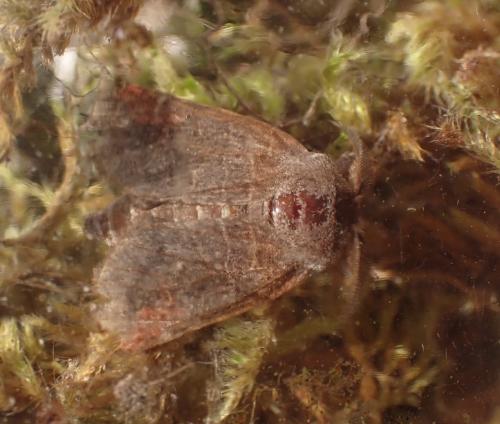 Réf. 302 572 : Clostera pigra